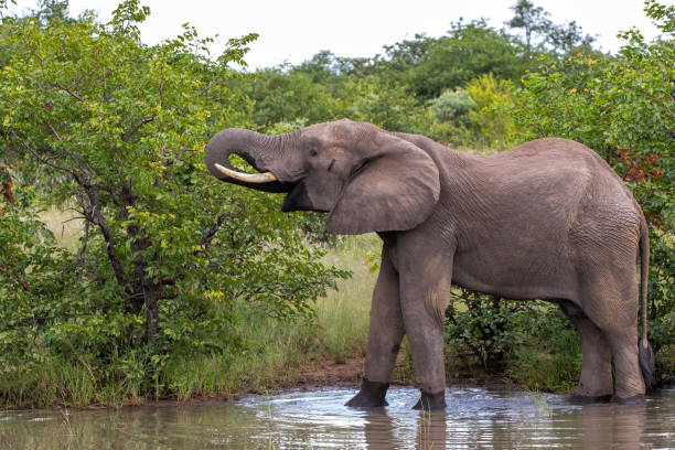 istock Elephant in Kruger National Park 1364041972