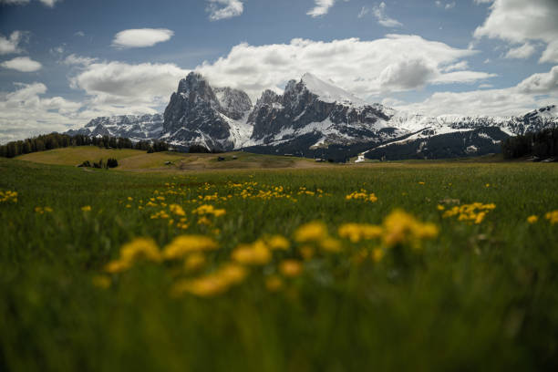 istock Yellow flowers and dolomites 1364042646
