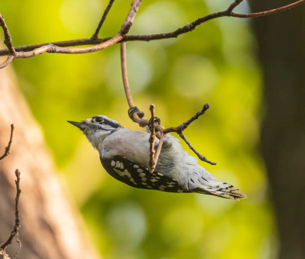 istock Male eastern downy woodpecker on a twig 1364042976