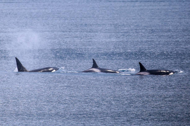 istock Pod of killer whales 1364043284