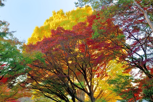 Beautiful autumn foliage of Japanese maple (and ginkgo trees) in Tokyo public parks.