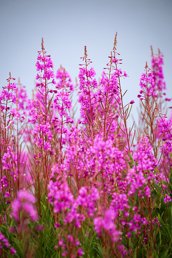 bright colorful and vibrant flowers blooming in a french garden. pink purple green blue red and yellow, roses and many more.