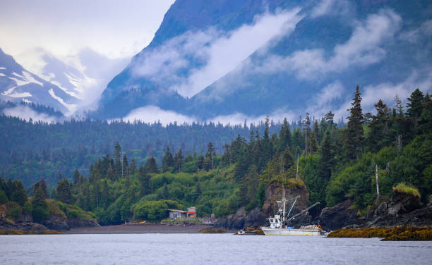 commercial salmon fishing in halibut cove, alaska - alaskan salmon imagens e fotografias de stock