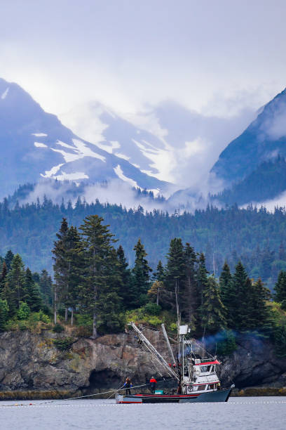 pesca commerciale del salmone a halibut cove, alaska - homer foto e immagini stock