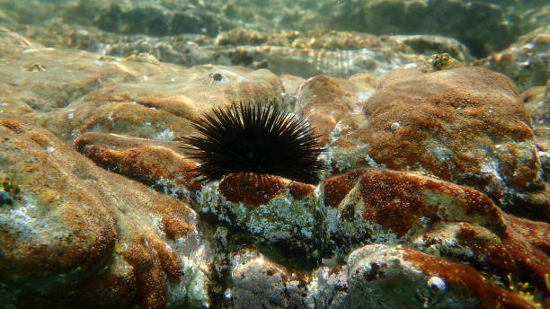 istock Black sea urchin (Arbacia lixula) and Brown encrusting algae (Stragularia clavata) undersea 1364045728