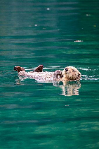 Wild sea otter (Enhydra lutris) mother and her baby, floating in the bay.