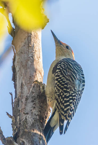 istock Male red-bellied woodpecker perched on a branch 1364046204