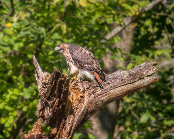 istock Adult red-tailed hawk looking alertly to the left 1364046244
