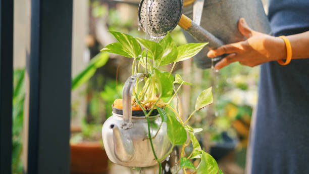 istock Senior woman watering the plants. 1364046320
