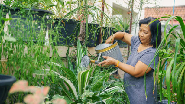 istock Senior woman watering the plants. 1364046376