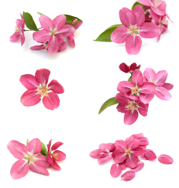 istock Blooming pink cherry blossom flowers bunch on white 1364046978