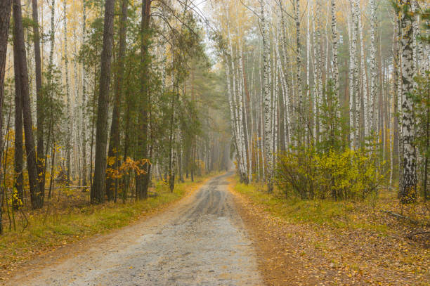 birch tree road