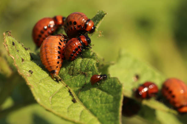 istock Many colorado beetles eat a potato leaves. 1364049257