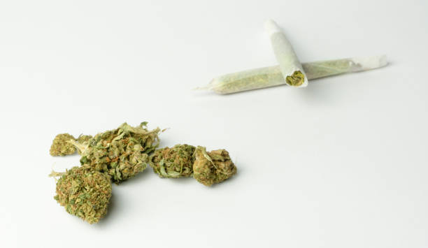 istock Top macro of marijuana buds and cannabis joints isolated on white background with copy space.Medical cbd cannabis marijuana alternative medicine concept. 1364050533