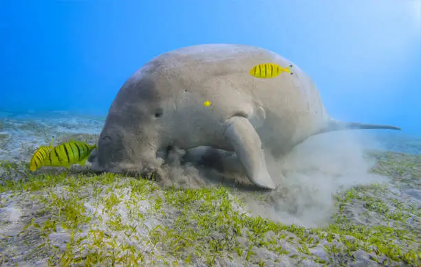 The dugong is a medium-sized marine mammal. It is one of four living species of the order Sirenia, which also includes three species of manatees. It is the only living representative of the once-diverse family Dugongidae; its closest modern relative, Steller's sea cow (Hydrodamalis gigas), was hunted to extinction in the 18th century. The dugong is the only strictly marine herbivorous mammal, as all species of manatee use fresh water to some degree.