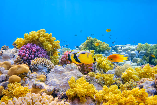 sea life on beautiful coral reef with blacktail butterflyfish (chaetodon austriacus) on red sea - marsa alam - egypt - 蝴蝶魚 個照片及圖片檔