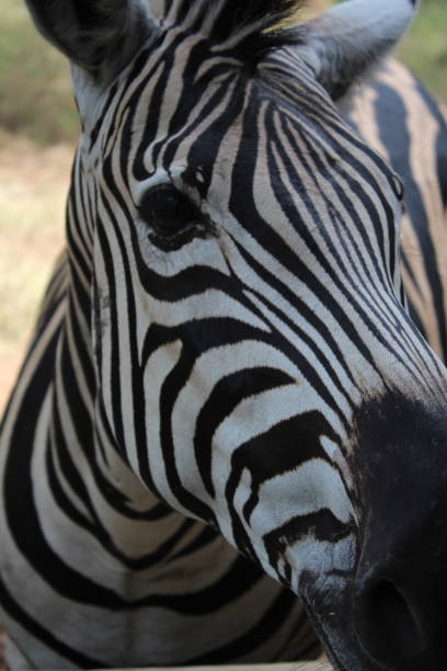 Zebra eye close-up stock photo