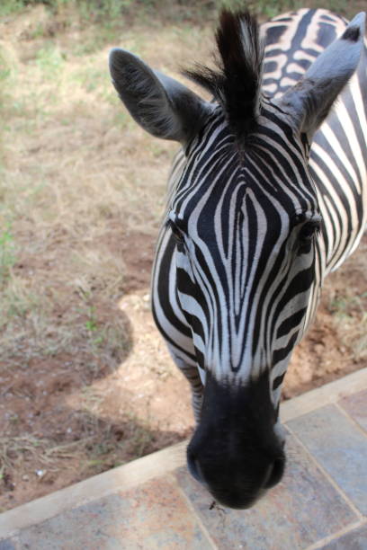 Zebra Full face stock photo