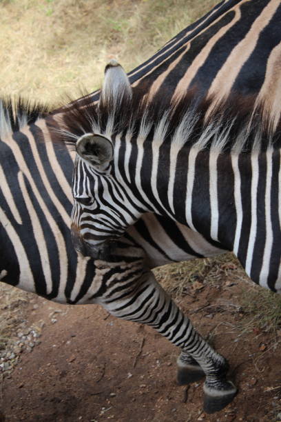 Zebra foal with mom stock photo