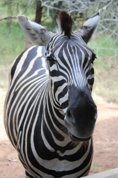 Zebra with ears back stock photo