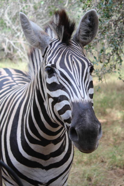 Zebra face up close stock photo
