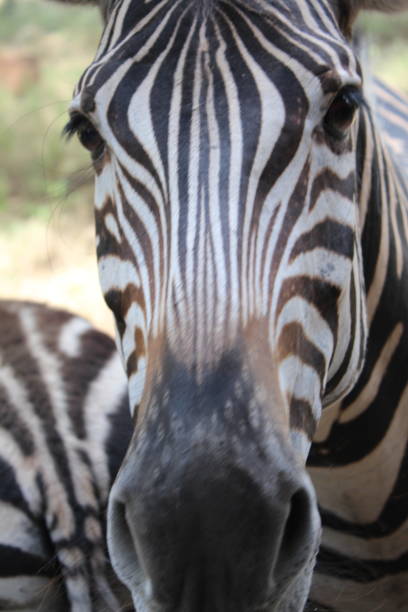 Zebra face up close stock photo