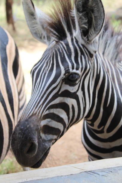 Zebra foal being curious. stock photo