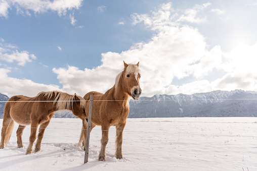 Two Haflinger horses on the winter meadow and mountain peaks on background.