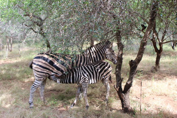 Zebra foal drinking from mom 2 stock photo