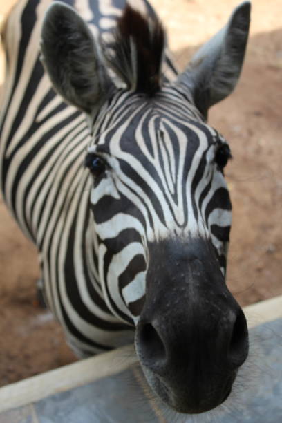 Zebra resting his head on deck stock photo