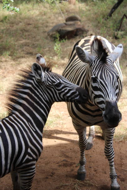 Zebra foal smelling mom stock photo