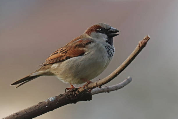 istock Moineau domestique - House Sparrow (Passer domesticus). 1364054862