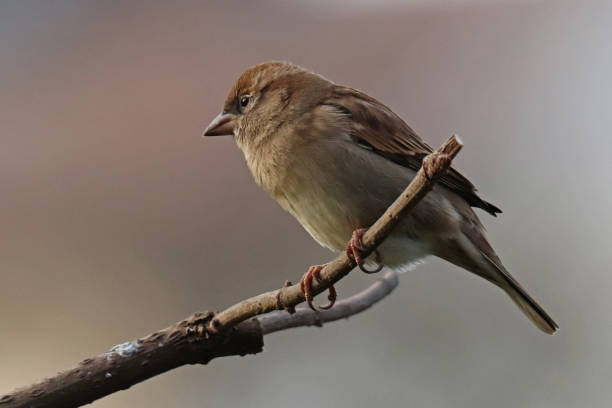 istock Moineau domestique - House Sparrow (Passer domesticus). 1364054874