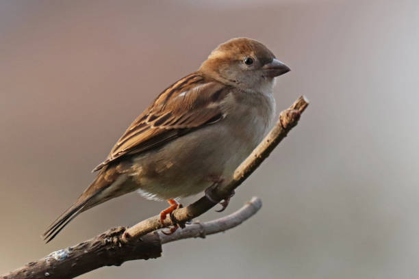 istock Moineau domestique - House Sparrow (Passer domesticus). 1364054876