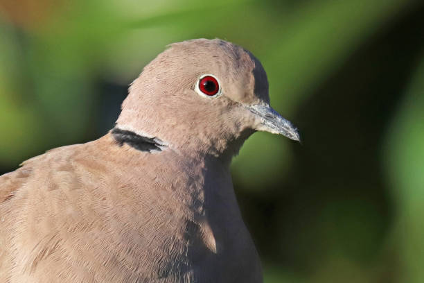 istock Tourterelle turque - Eurasian Collared Dove (Streptopelia decaocto). 1364055045