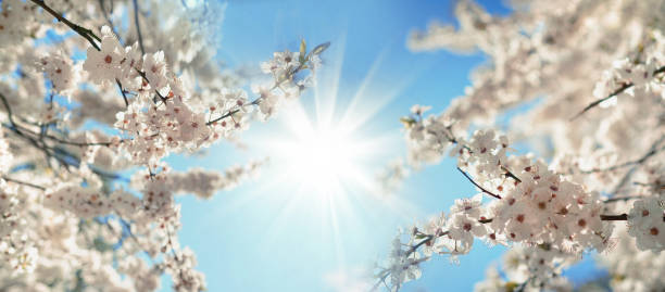 Beautiful blooming spring with blurred nature background. Branches of blossoming tree with soft focus on gentle light blue sky background and shining sun, frame.