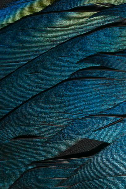 plumas negras y azules de una urraca. fondo o textura - urraca fotografías e imágenes de stock