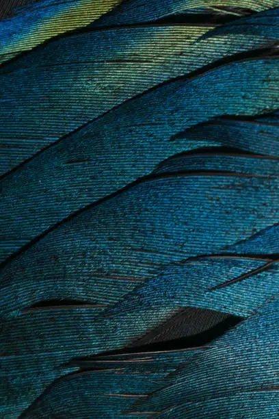 black and blue feathers of a magpie. background or texture