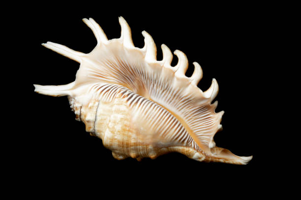 istock shell of a sea snail on a black background 1364055452
