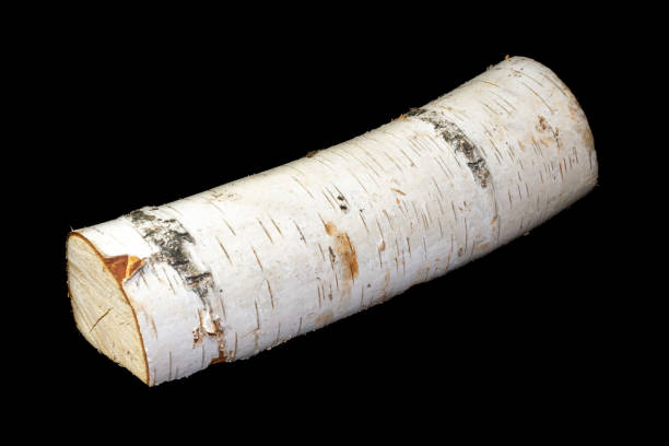 istock white piece of birch on a black background 1364055455