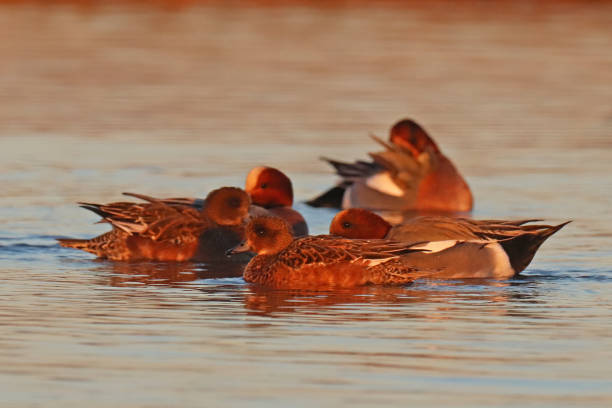 istock Canard siffleur - Eurasian Wigeon (Mareca penelope). 1364057234