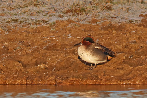 Sarcelle d'hiver - Eurasian Teal (Anas crecca). 21 december 2021, Basse Yutz, Yutz, Thionville Portes de France, Moselle, Lorraine, Grand Est, France. On a pond, at sunrise, a male Eurasian Teal is out of the water, he is on the bank. grey teal duck stock pictures, royalty-free photos & images