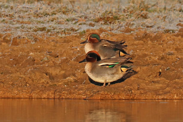 Sarcelle d'hiver - Eurasian Teal (Anas crecca). 21 december 2021, Basse Yutz, Yutz, Thionville Portes de France, Moselle, Lorraine, Grand Est, France. On a pond, at sunrise, two male Eurasian Teal came out of the water, they are on the bank. grey teal duck stock pictures, royalty-free photos & images