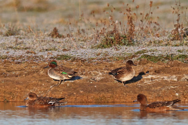Sarcelle d'hiver - Eurasian Teal (Anas crecca). 21 december 2021, Basse Yutz, Yutz, Thionville Portes de France, Moselle, Lorraine, Grand Est, France. On a pond, at sunrise, a couple of Eurasian Teal, male and female, are on the bank. In the foreground, Eurasian Wigeons pass quietly. grey teal duck stock pictures, royalty-free photos & images