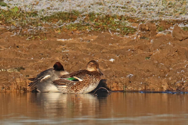 Sarcelle d'hiver - Eurasian Teal (Anas crecca). 21 december 2021, Basse Yutz, Yutz, Thionville Portes de France, Moselle, Lorraine, Grand Est, France. On a pond, at sunrise, a couple of Eurasian Teal, male and female, are on the bank. grey teal duck stock pictures, royalty-free photos & images