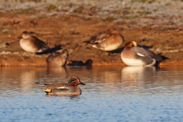 Sarcelle d'hiver - Eurasian Teal (Anas crecca). 21 december 2021, Basse Yutz, Yutz, Thionville Portes de France, Moselle, Lorraine, Grand Est, France. On a pond, at sunrise, a male Eurasian Teal is quietly advancing to the surface of the water. In the background, Eurasian Wigeons on the bank. grey teal duck stock pictures, royalty-free photos & images