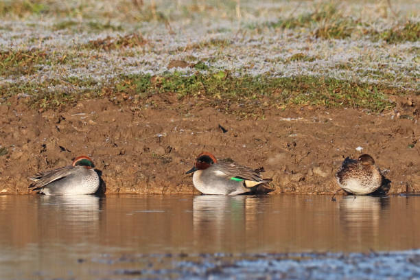 Sarcelle d'hiver - Eurasian Teal (Anas crecca). 21 december 2021, Basse Yutz, Yutz, Thionville Portes de France, Moselle, Lorraine, Grand Est, France. On a pond, at sunrise, three Eurasian Teal, male and female, are on the bank. They sleep. grey teal duck stock pictures, royalty-free photos & images