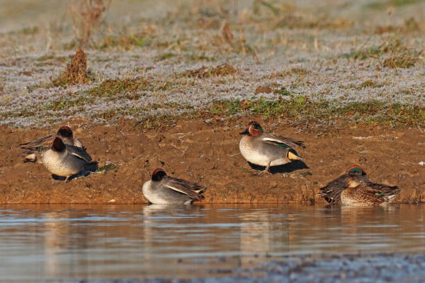 Sarcelle d'hiver - Eurasian Teal (Anas crecca). 21 december 2021, Basse Yutz, Yutz, Thionville Portes de France, Moselle, Lorraine, Grand Est, France. On a pond, at sunrise, a group of Eurasian Teal, male and female, are on the bank. grey teal duck stock pictures, royalty-free photos & images