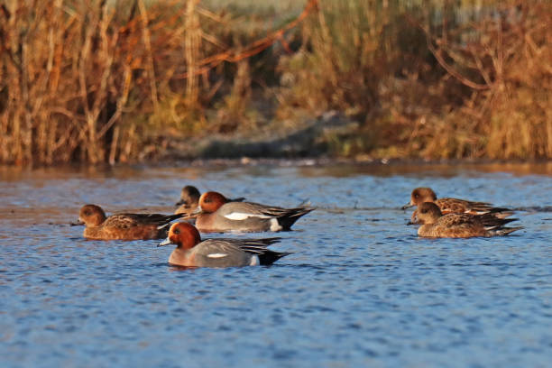 istock Canard siffleur - Eurasian Wigeon (Mareca penelope). 1364057315