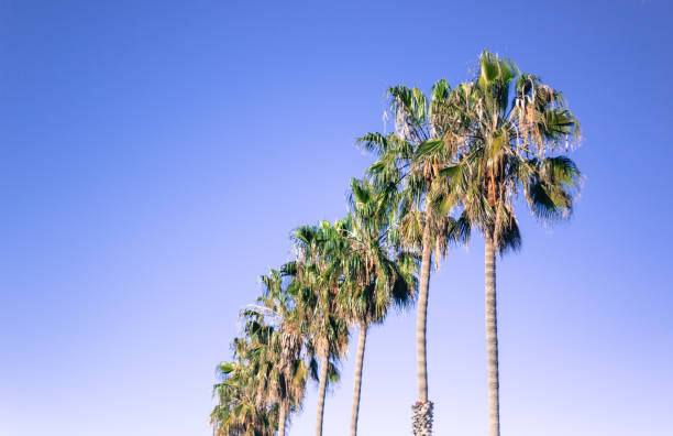 istock La Jolla, CA: Line of Tall Palms, Lavender Sky, Copy Space 1364057693